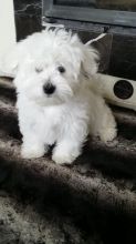 Male and Female Maltese Puppies