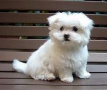 Playful Teacup Maltese Puppies For Adoption