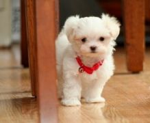 Registered Maltese Puppies