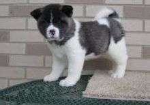 Akita puppie ready