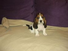 Basset Hound Puppies