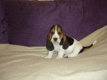 Basset Hound Puppies