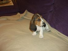 Basset Hound Puppies