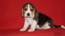 Beagle Puppies