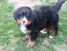 Bernese Mountain Dog puppies