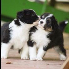 Border Collie puppies