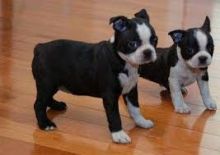 Boston Terrier puppies