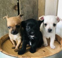 Chihuahua Puppies