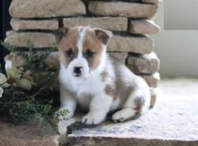 Corgi Puppies