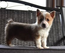 Corgi Puppies