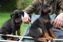 Doberman Pinscher puppies