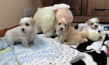 Havanese Puppies