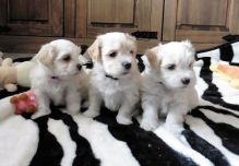 Havanese Puppies