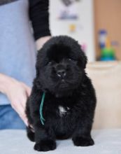 Healthy Newfoundland Puppies :Call or Text (709)-500-6186 or mispaastro@gmail.com