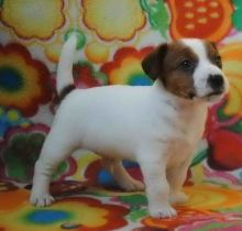 Jack Russell Terrier Puppies