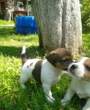 Jack Russell Terrier Puppies