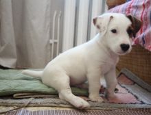 Jack Russell Terrier Puppies