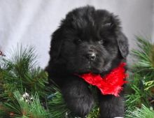 kc registered Newfoundland Puppies :Call or Text (709)-500-6186 or mispaastro@gmail.com