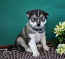 Pomsky Puppies