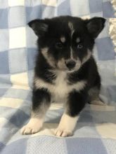 Pomsky Puppies