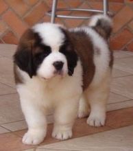 Saint Bernard puppies