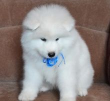 Samoyed Puppies