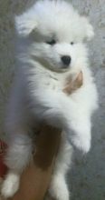 Samoyed Puppies