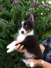 Sheltie Puppies