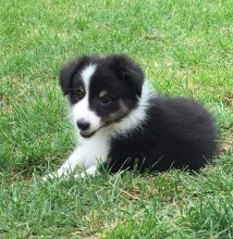 Sheltie Puppies