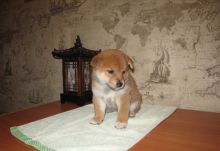 Shiba Inu Puppies