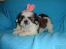 Shih Tzu Puppies