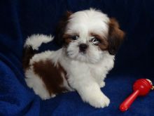 Shih Tzu Puppies