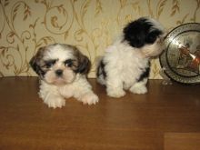Shih Tzu Puppies