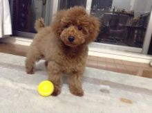 Toy Poodle Puppies