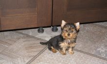 Yorkie Puppies