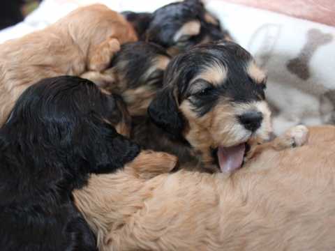 10 Beautiful F3 Cookapoo, Pra Tested Pups Email at [ddanila717@gmail.com] Image eClassifieds4u