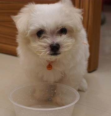 Adorable outstanding Maltese puppies Image eClassifieds4u