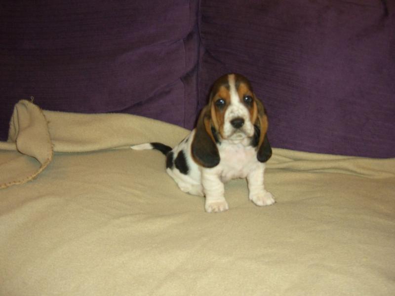 Basset Hound Puppies Image eClassifieds4u
