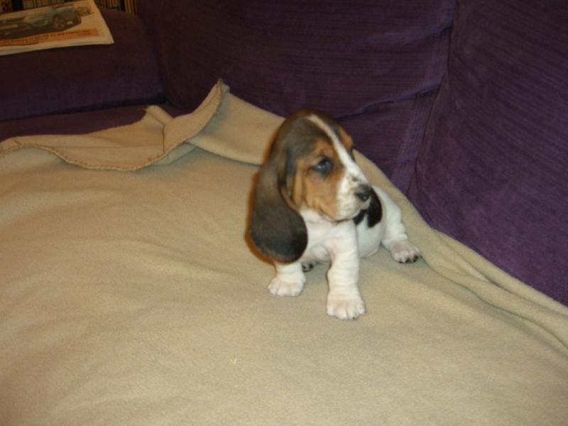 Basset Hound Puppies Image eClassifieds4u