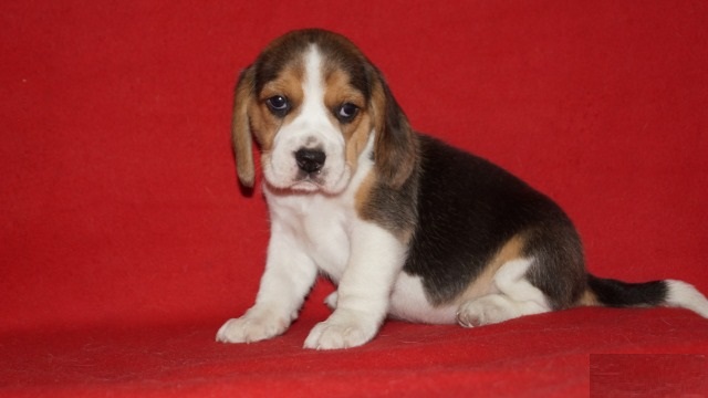 Beagle Puppies Image eClassifieds4u