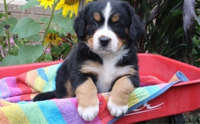 Bernese Mountain Dog puppies Image eClassifieds4u