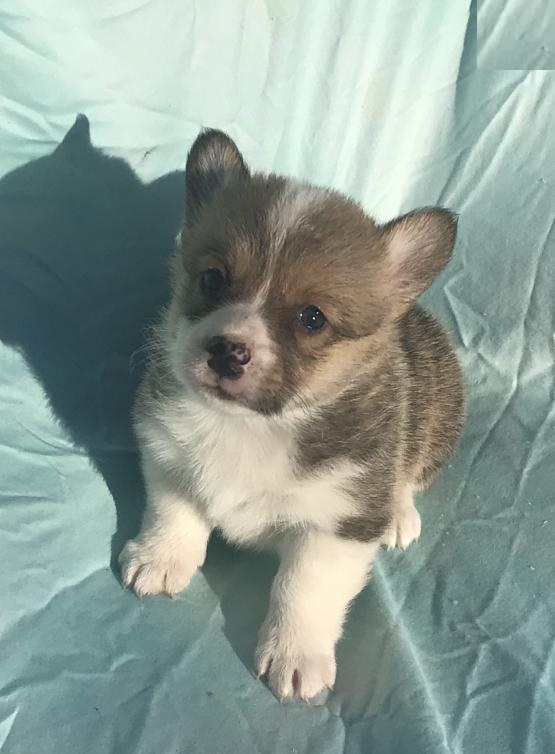 Corgi Puppies Image eClassifieds4u