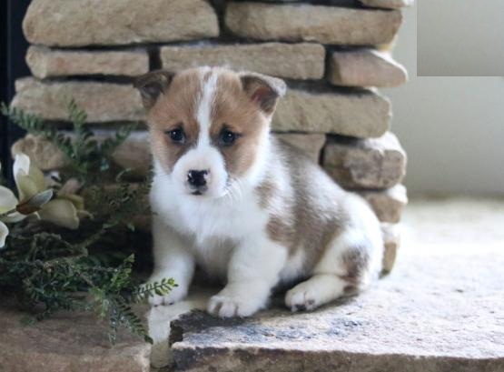 Corgi Puppies Image eClassifieds4u