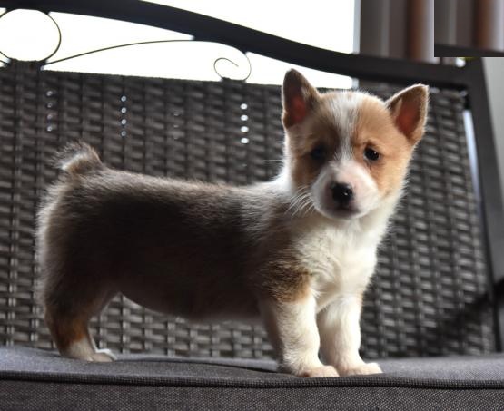 Corgi Puppies Image eClassifieds4u