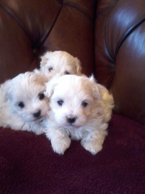 Great Bloodlines Maltese Puppies Image eClassifieds4u