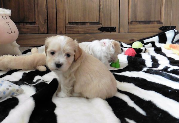 Havanese Puppies Image eClassifieds4u