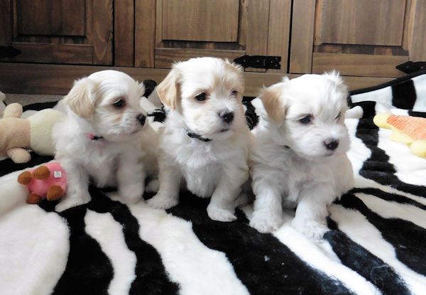 Havanese Puppies Image eClassifieds4u