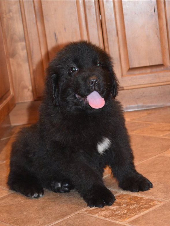 Health Tested Newfoundland Puppies :Call or Text (709)-500-6186 or mispaastro@gmail.com Image eClassifieds4u
