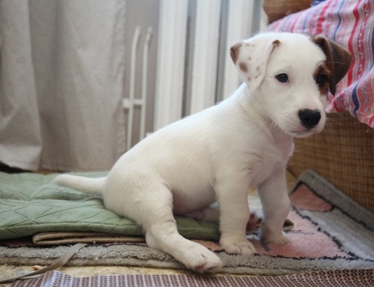 Jack Russell Terrier Puppies Image eClassifieds4u