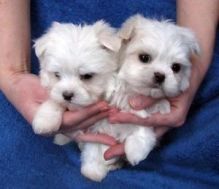 Champion Bloodlines Maltese Puppies Image eClassifieds4U